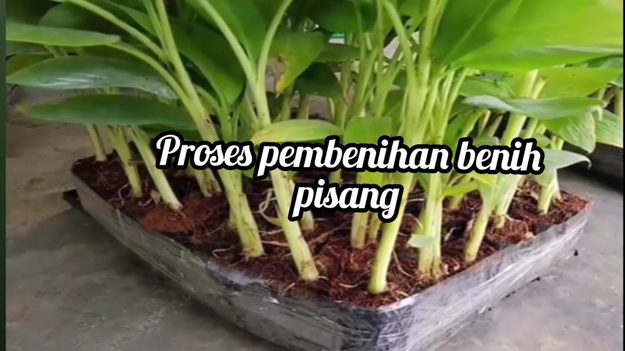 Cara pembenihan benih pisang. Senang dan mudah