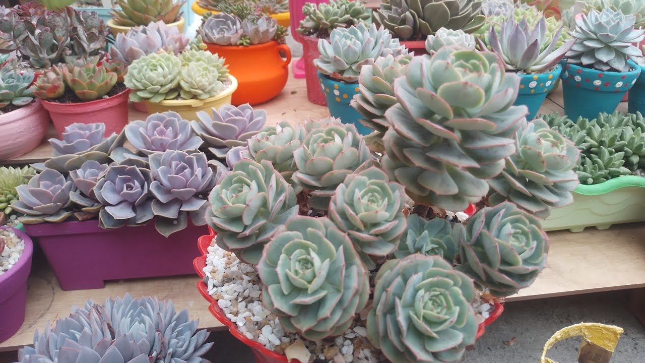 15 suculentas de sol pleno. 
