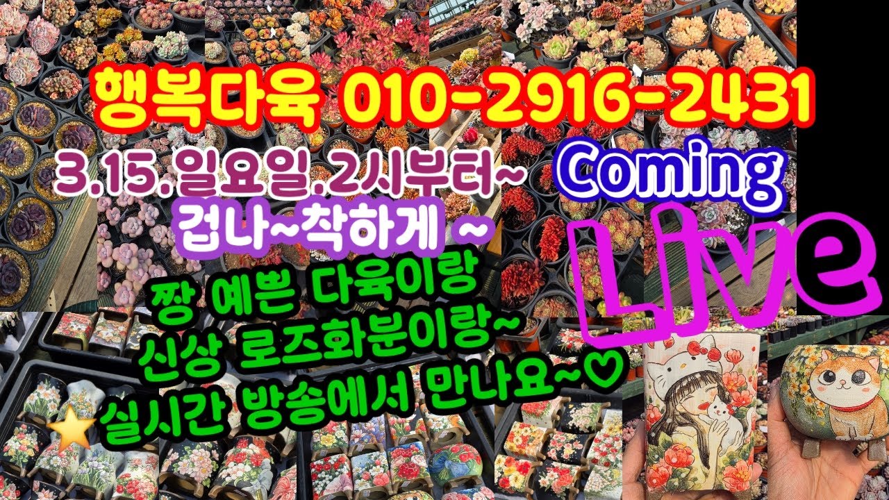 #다육이쇼핑 #다육이화분쇼핑 #행복다육 010-2916-2431(26.3.15)❤️  예쁘게 건강하게 함께 키워요 🌸🤗~