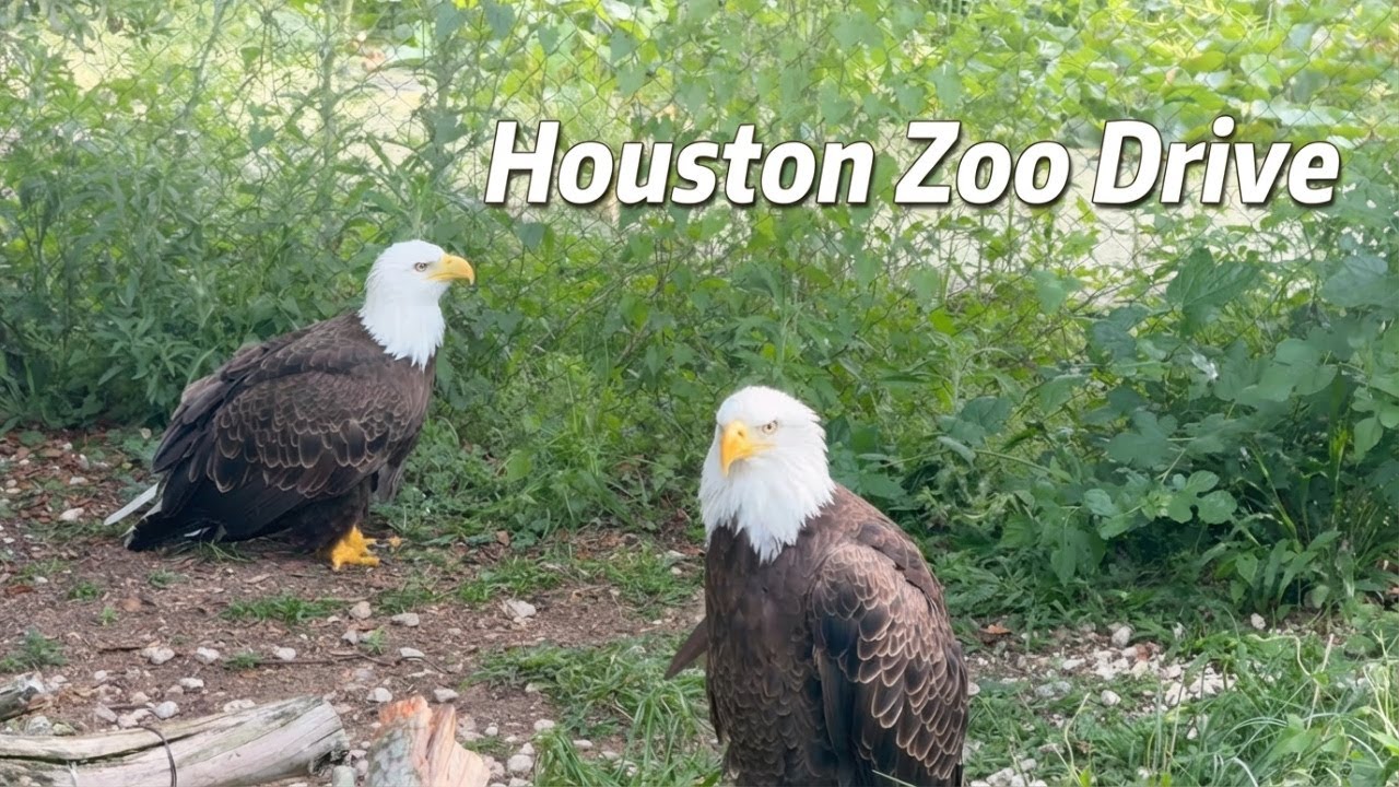 Driving to Houston Zoo | Relaxing POV Texas Road