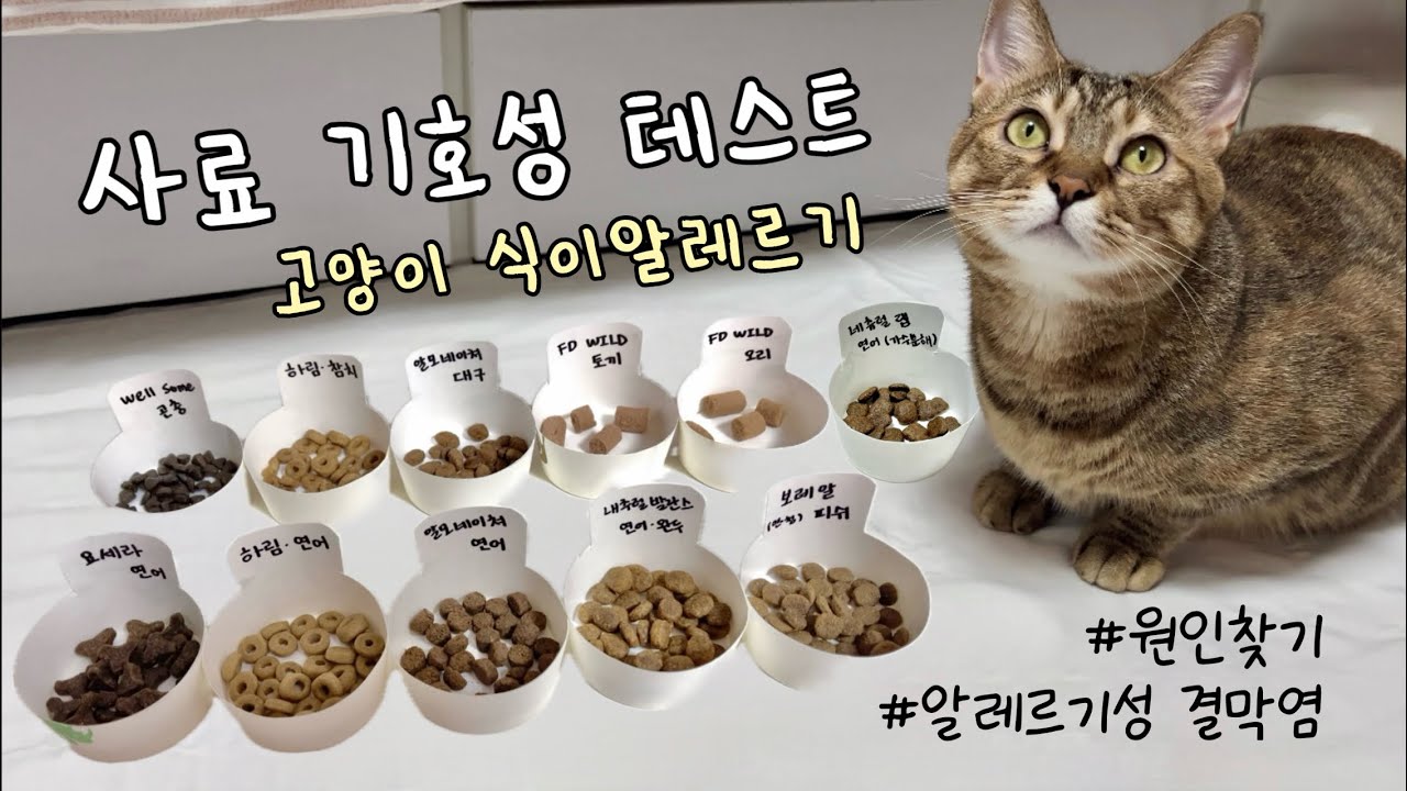 우리 고양이도 식이 알레르기일까? 고양이 사료 기호성 테스트 | 식이알러지 원인 찾기 | 알레르기성 결막염 | 어떤 성분이 문제일까요ㅠㅠ
