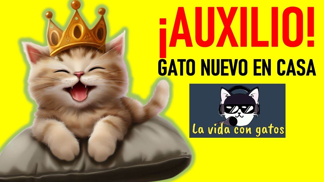 Un GATO NUEVO en CASA | La Vida Con Gatos 1 #lavidacongatos