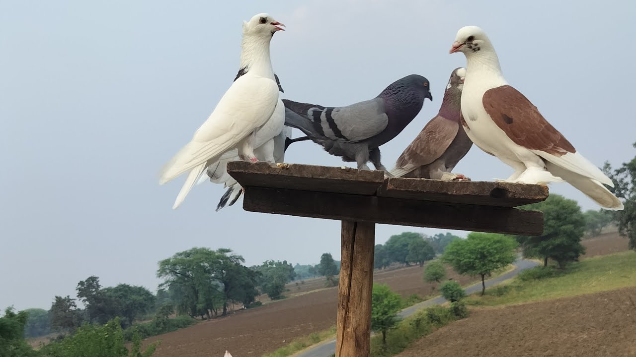 🕊️🤍👀🥷❤️‍🔥⚜️🤍🕊️