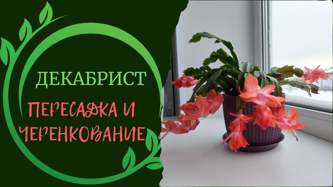 Декабрист: пересадка и черенкование в феврале