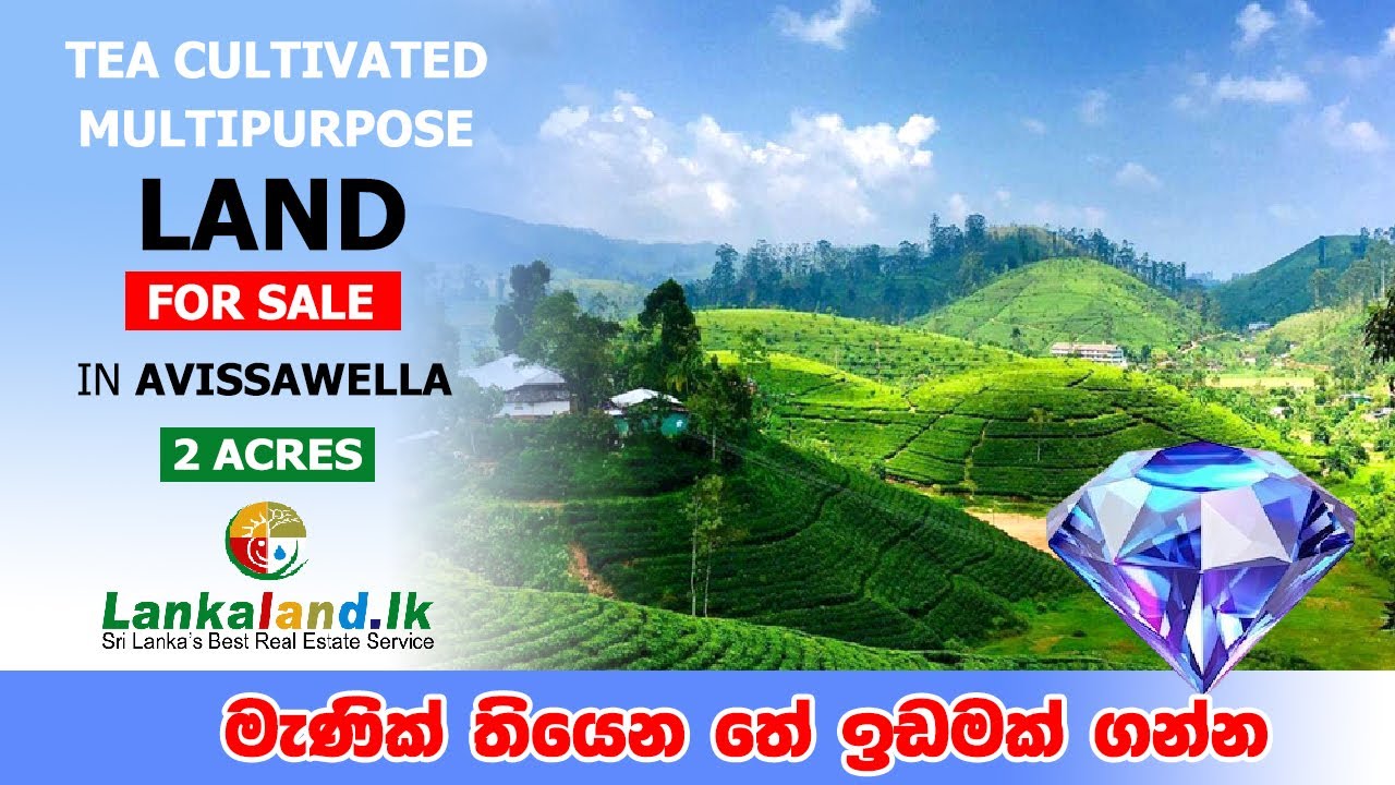Nearly 2 Acres Tea Cultivated Multipurpose Land for Sale in Avissawella.