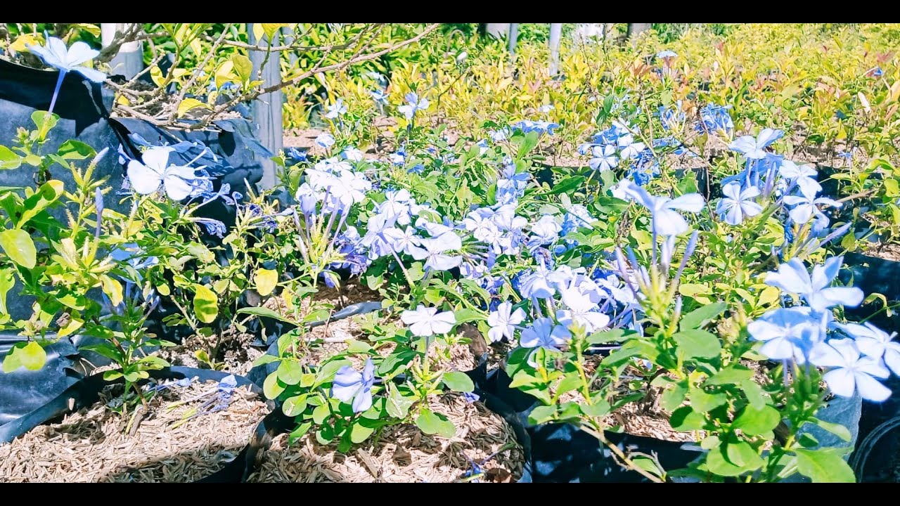 Forget me Not (Blue Plumbago) Plants Propagation Process