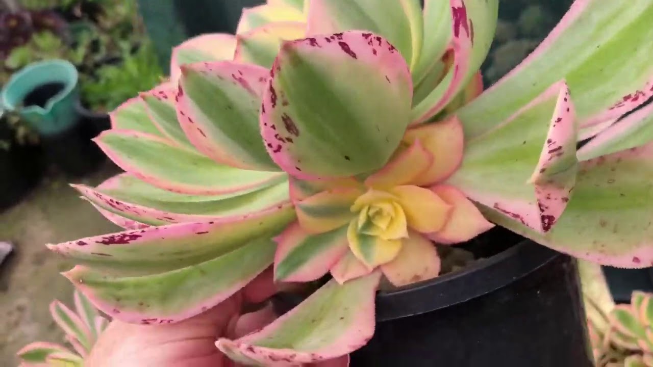 Aeonium Sunburst beheading results. I discuss how, when and why I beheaded my Sunbursts. 💛🌸💚