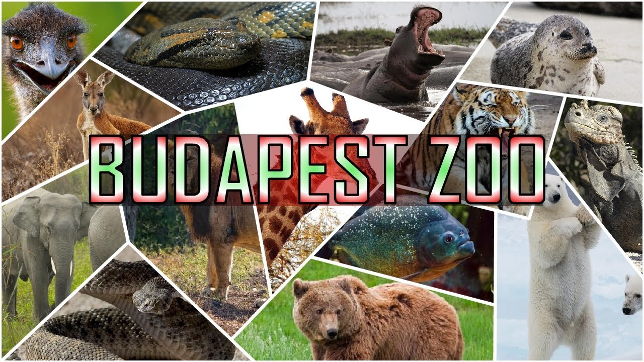 If you love animals you must visit this place! | BUDAPEST ZOO AND BOTANICAL GARDEN