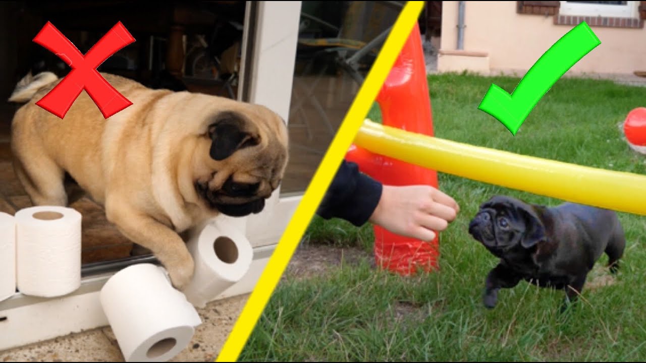 JE TESTE L'INTELLIGENCE DE MES CHIENS