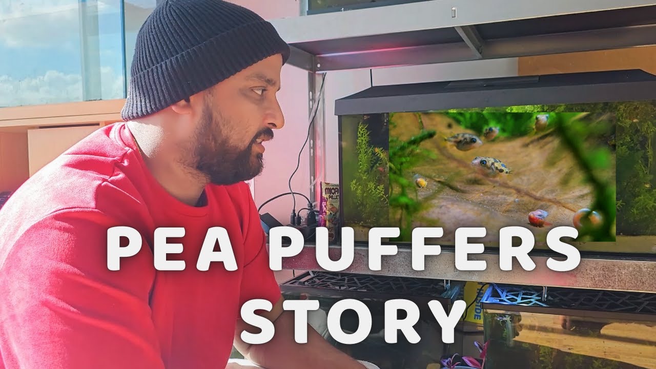 Fishroom Update 🐟 | 60L Pea Puffer Care Guide + Tank Tour | Sindhujan Fishroom