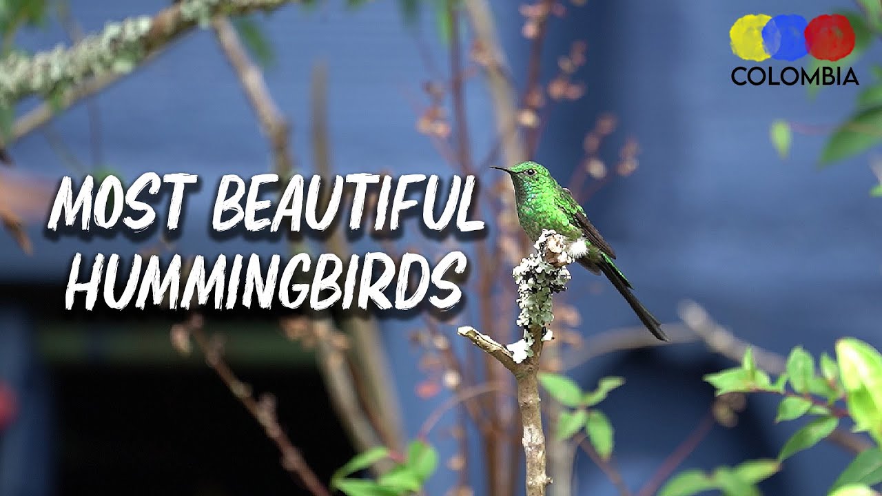 Birding in La Calera, Hummingbird Observatory &ndash; Bird watching Colombia