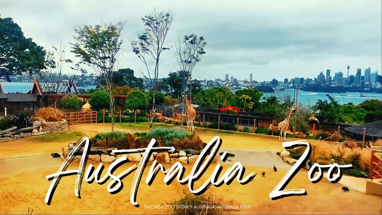 Must-See: Taronga Zoo Sydney Adventure l Sydney Vlog