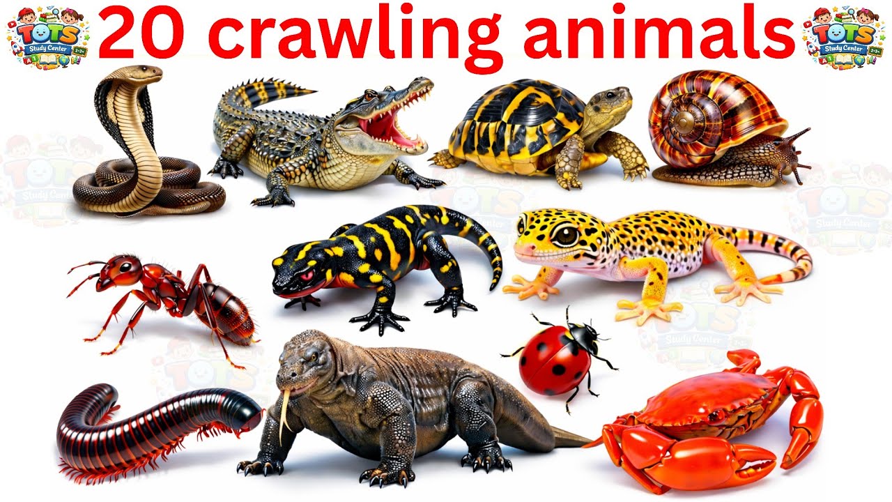 Animals | crawling animals name with Pictures & video in hindi and english|Preschool Learning Video