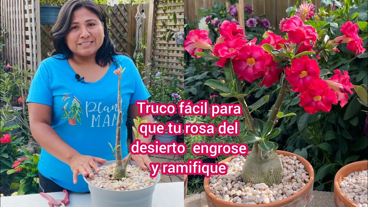 Truco súper fácil para que tu rosa del desierto tenga más ramas, flores y un tallo más grueso