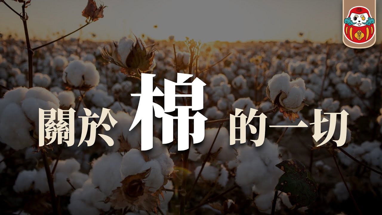 《布料調查局》棉花Cotton 竟然是最毒最不環保的布料？｜關於棉你需要知道的一切 ｜深度科普