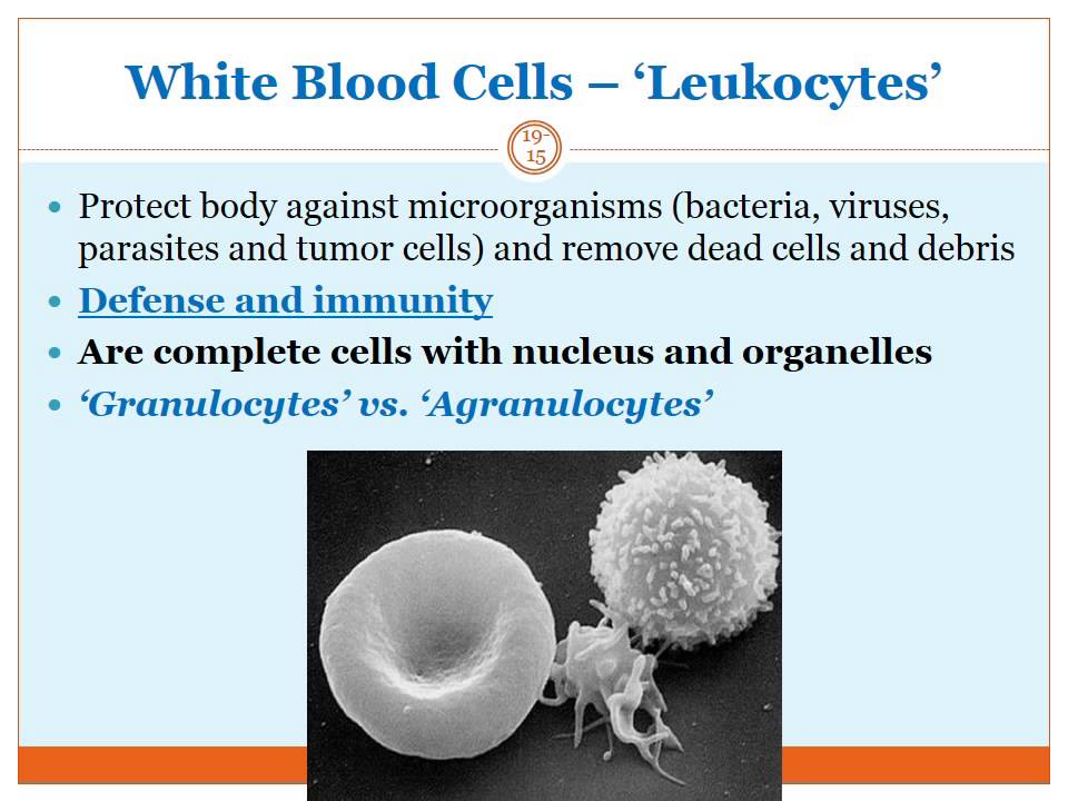 Blood Physiology