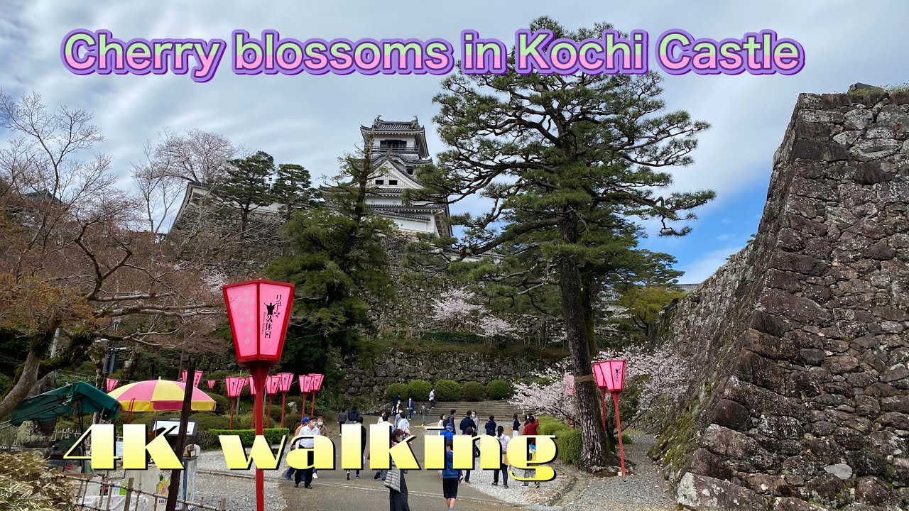 Cherry blossoms in Kochi Castle March 2022 4K Walking tour【insta360 one R 1inch】高知城の花見散歩