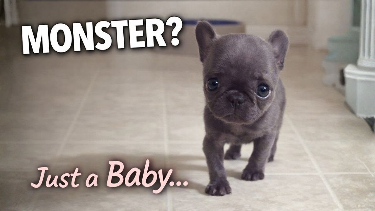 They Called Her a Monster… But Tiny Frenchie Is Just a Baby 🥺🐾