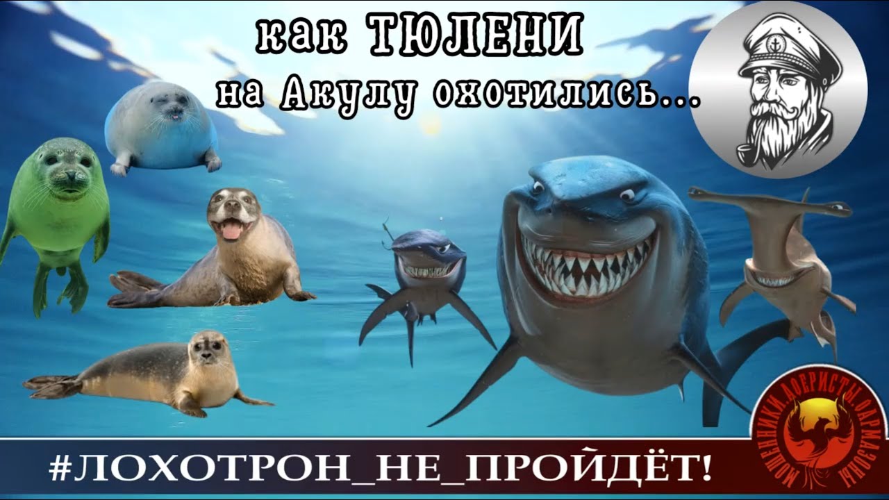 ПОЛНЫЙ РОЛИК "Как ТЮЛЕНИ на Акулу охотились". (Автор - Моряк Андрей)_