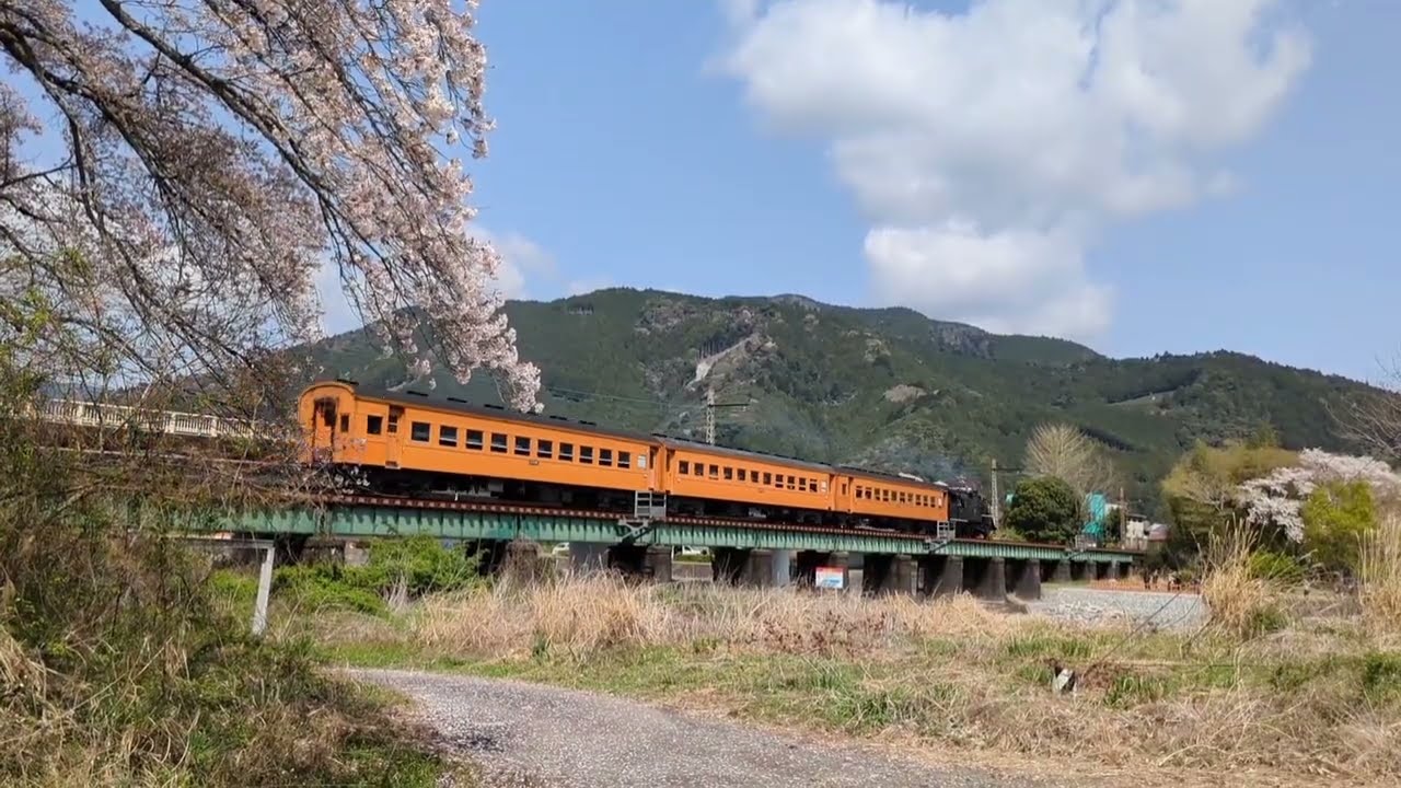 C10 8と桜　2025.04.07 大井川鐵道