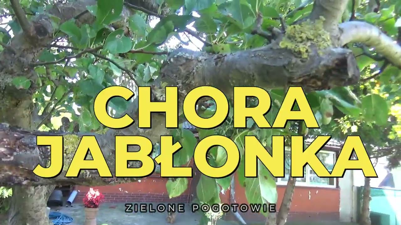 Chora jabłonka