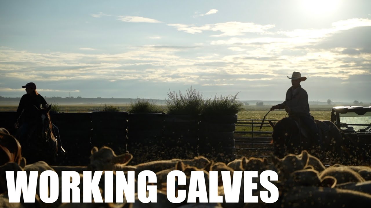 Frost Family works calves together