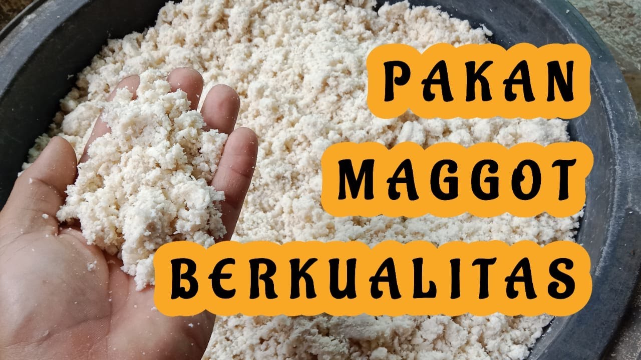 cara fermentasi ampas tahu untuk pakan maggot