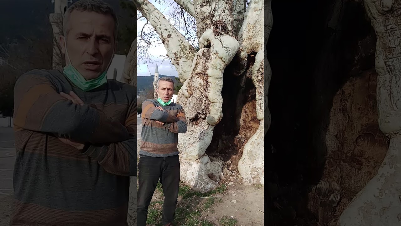 Taraklı 7Asırlık Çınar