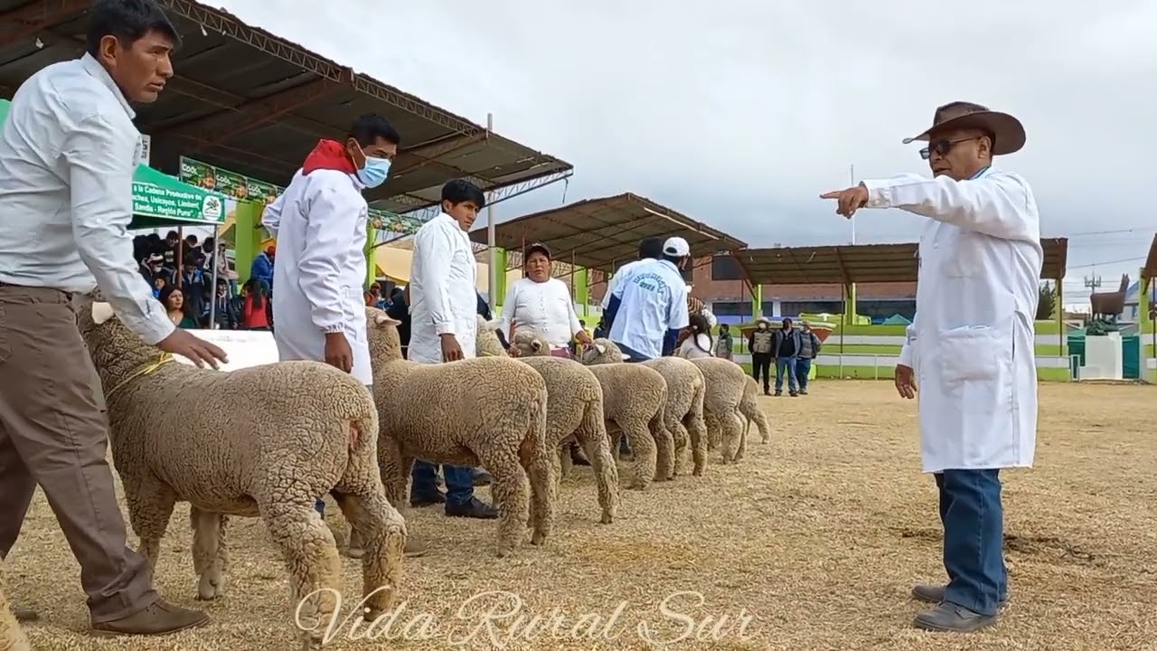 FEGASUR 2022 Exposición de Ovinos CORRIEDALE  PDP Hembras