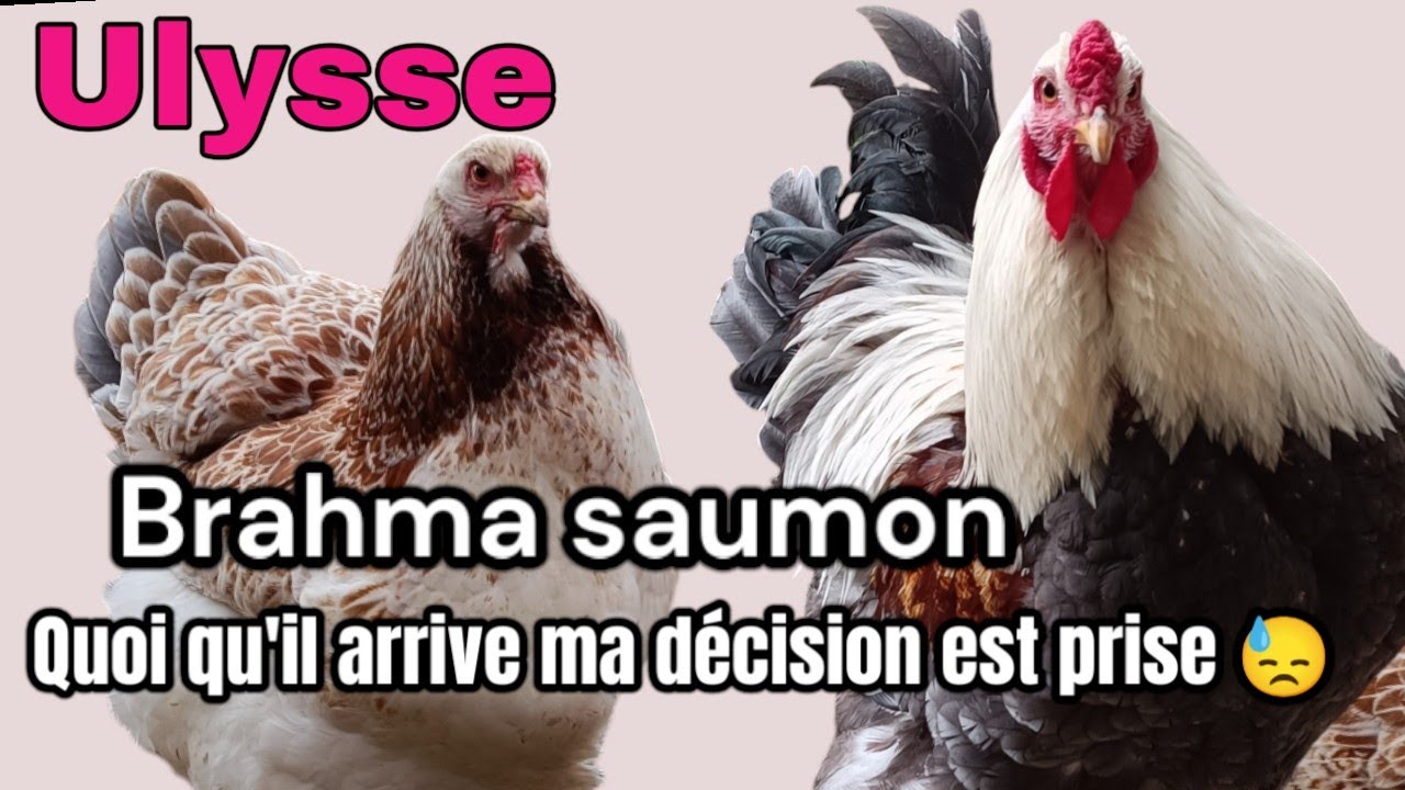 les Aléas de l'élevage de poule