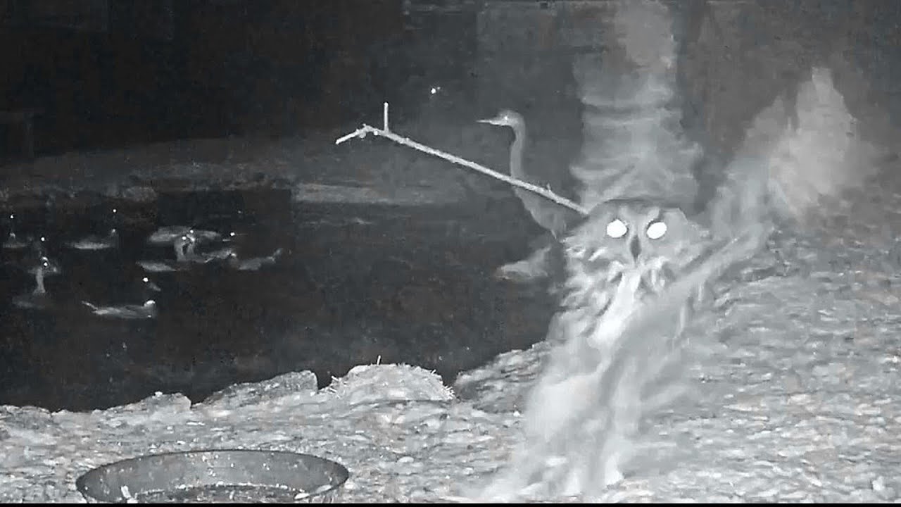 Makov~An eagle owl successfully chases a seagull! Hunting scene 0,2 SPEED~1:33 am 2020/12/05