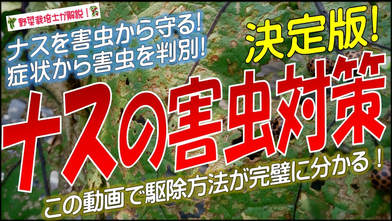 ナスの害虫対策（症状から害虫名を特定できる）害虫の防除と対策を完全解説！