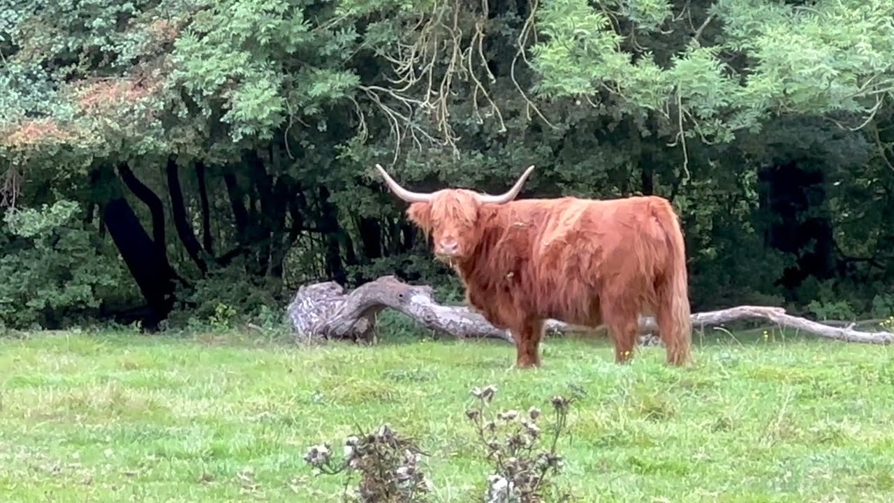 Groningen | Animals in Stadspark on a Sunday morning