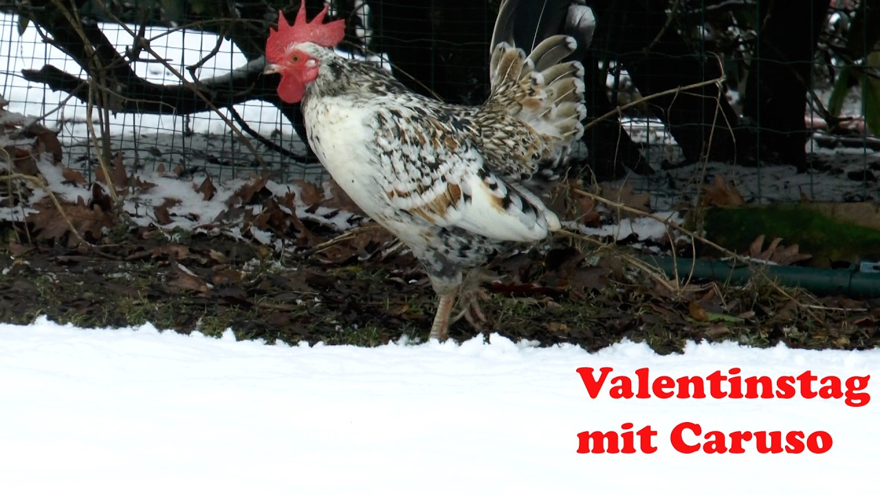Valentinstag mit Caruso