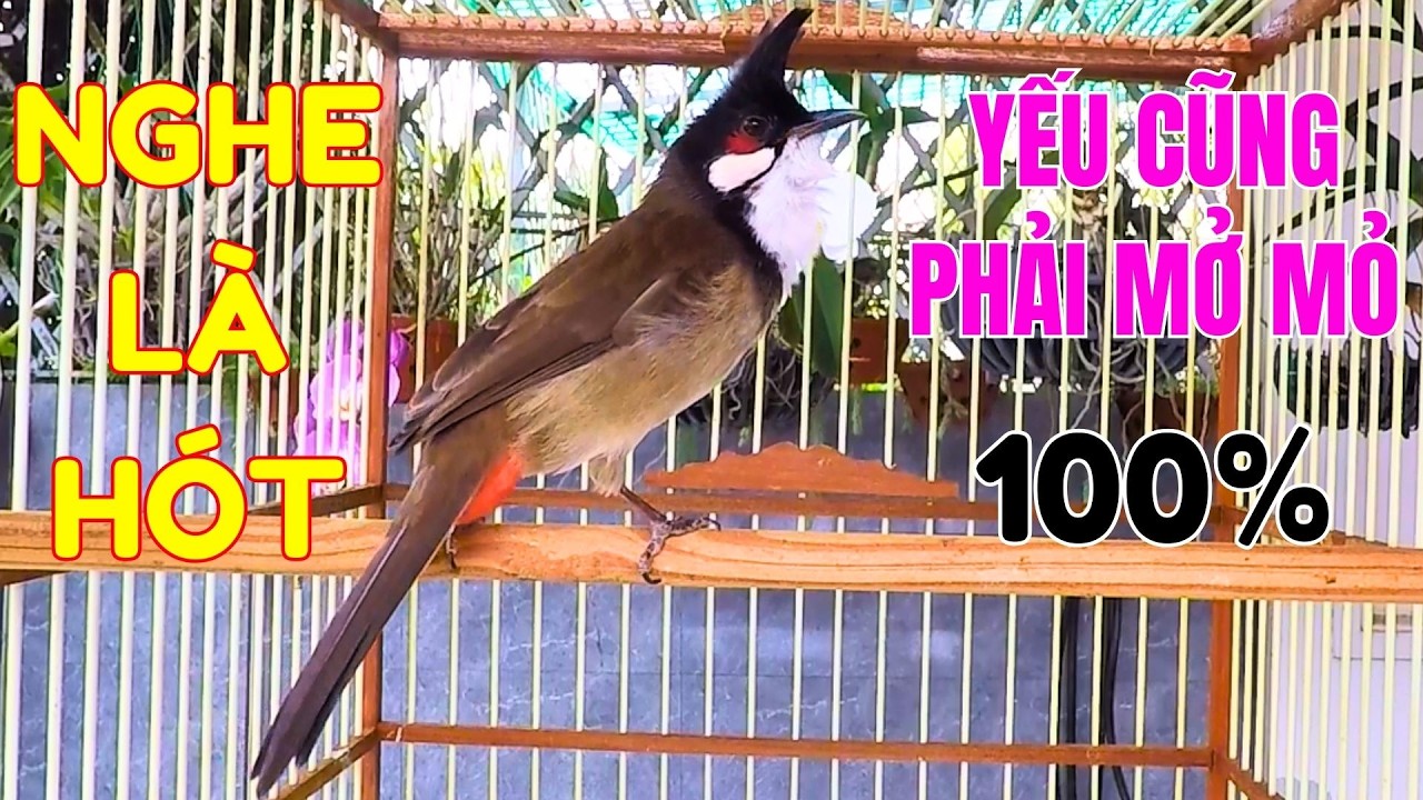 Chào Mào Kích Bổi Lên Lửa | Chào Mào RO Kích Ché. Luyện Chào Mào Sổ Giọng Hót Đấu Căng. chào mào đấu