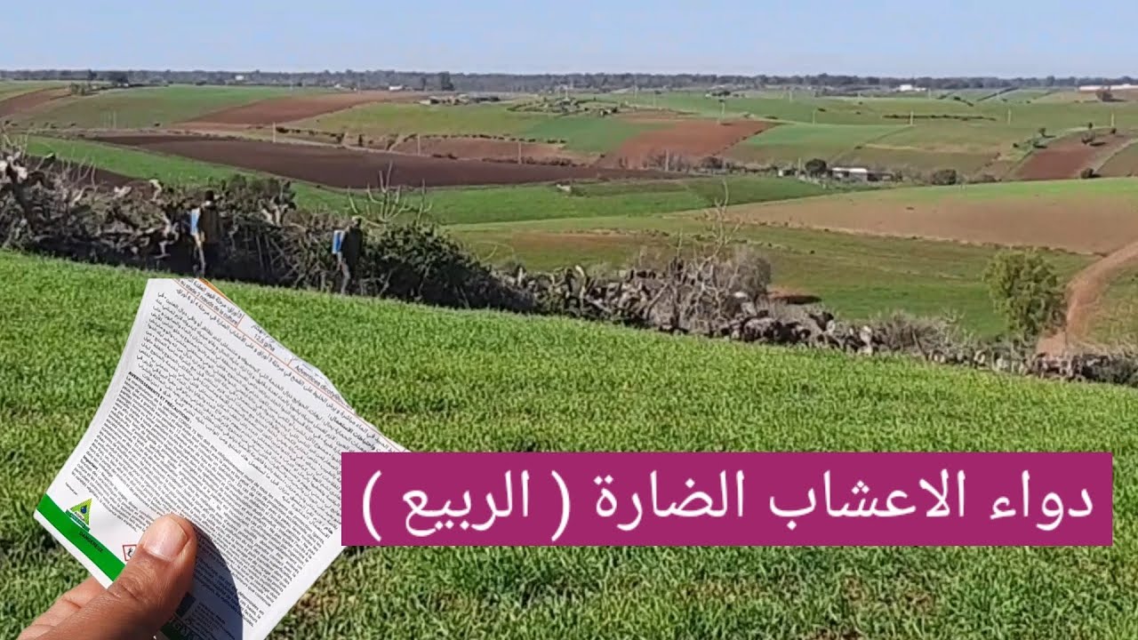دواء القمح و الشعير بمبـ ـيد انتقائي من اعشاب الضارة ثنائية الفلقة في القمح   - رش الربيع وهو صغير