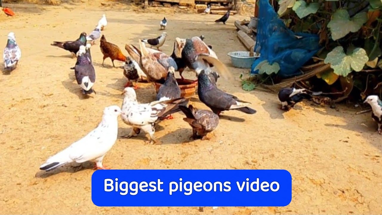 biggest pigeons video in the world | beautiful pigeons video | best pigeons video,shahin mia