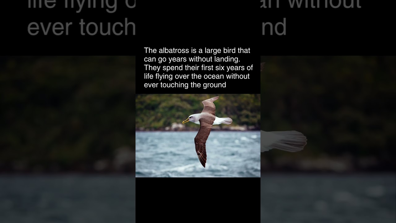 Majestic Albatross: The Masters of the Open Ocean. #albatrosses  #facts #sciencediscovery#ocean
