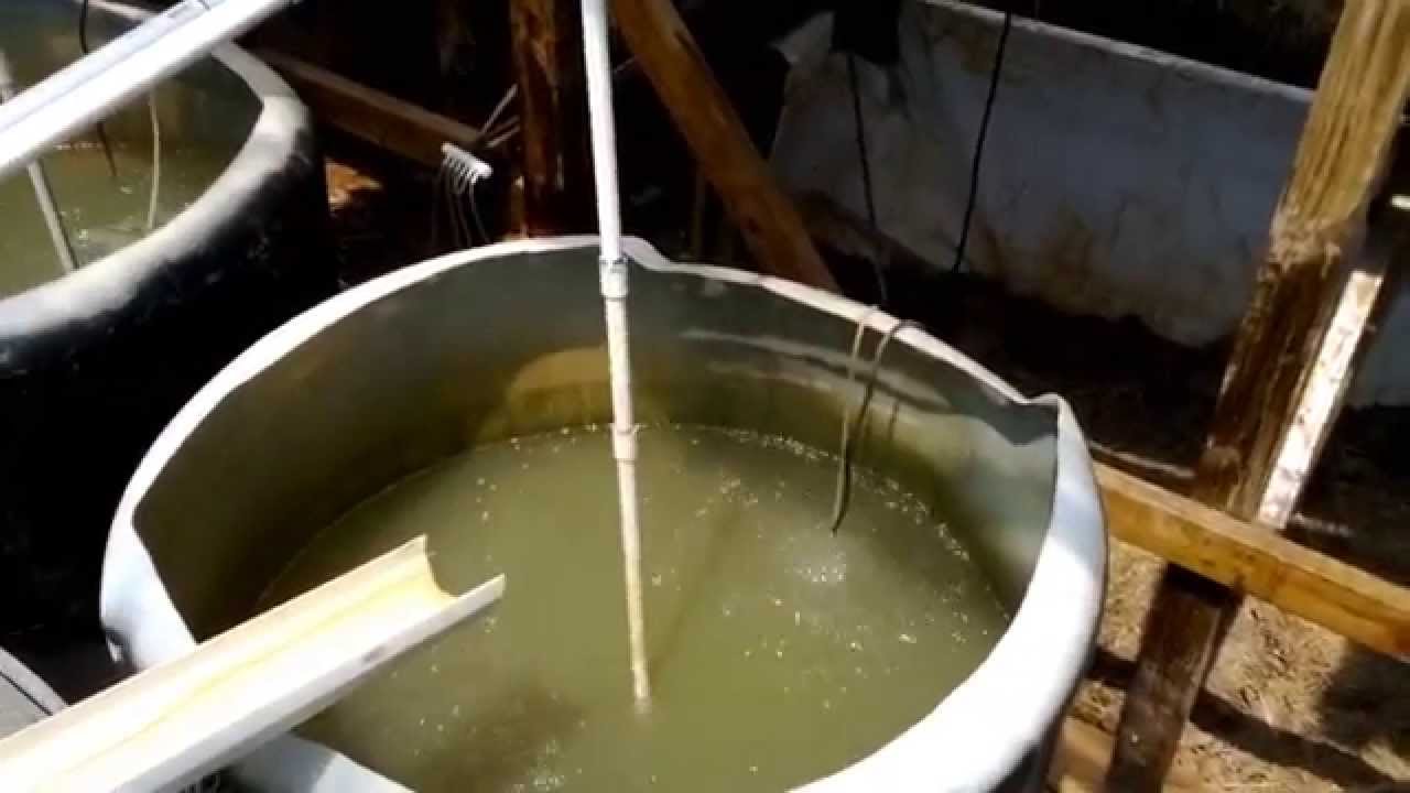 Off Grid Homestead Aquaponics