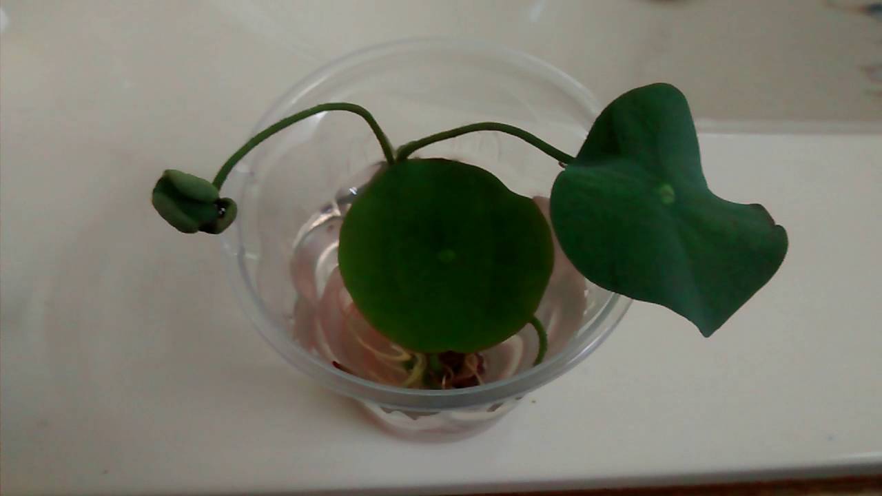Germinating Lotus Seed Nelumbo nucifera 種蓮子荷花