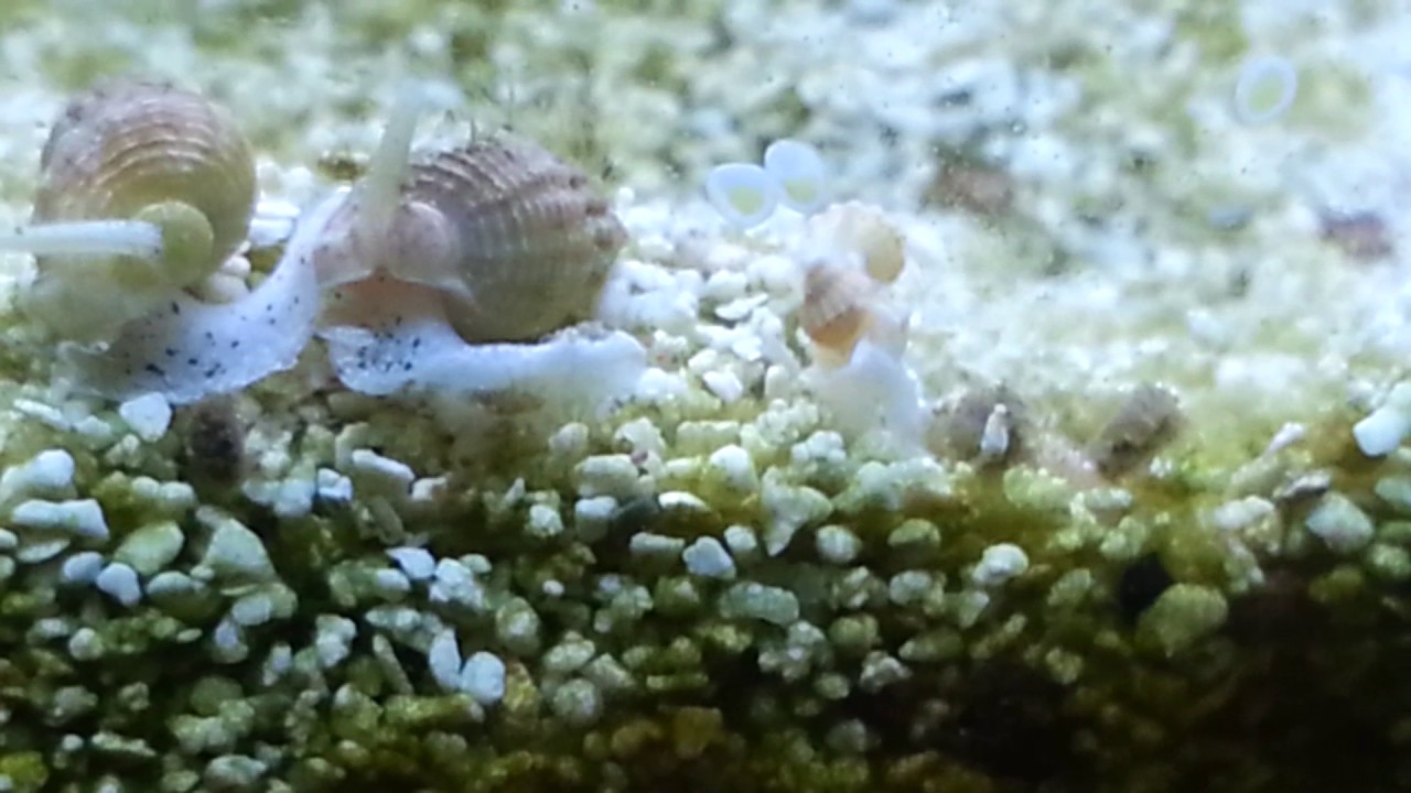 Nassarius adults and babies