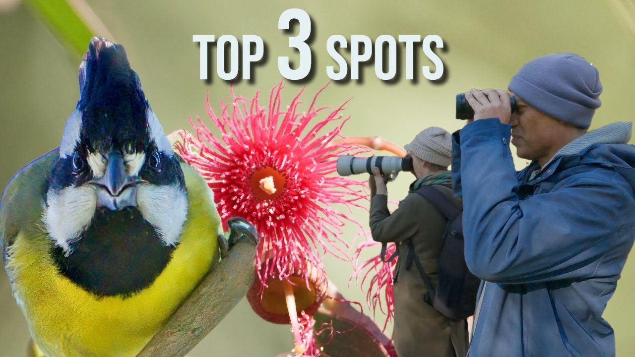 Winter Birding on the Mornington Peninsula