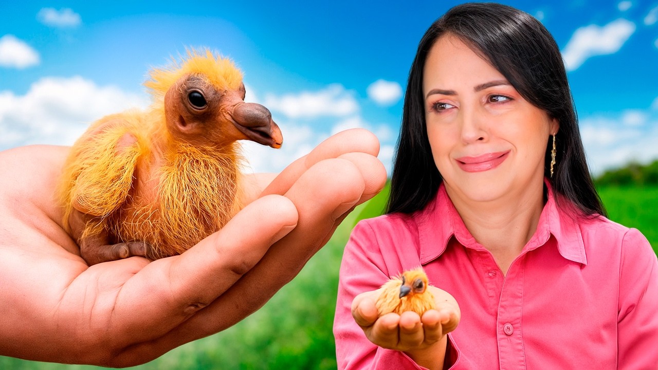 Lo Más Feo que Verás Hoy 😮 Un Pichon de Paloma 😅 Sandra Cires Vlog