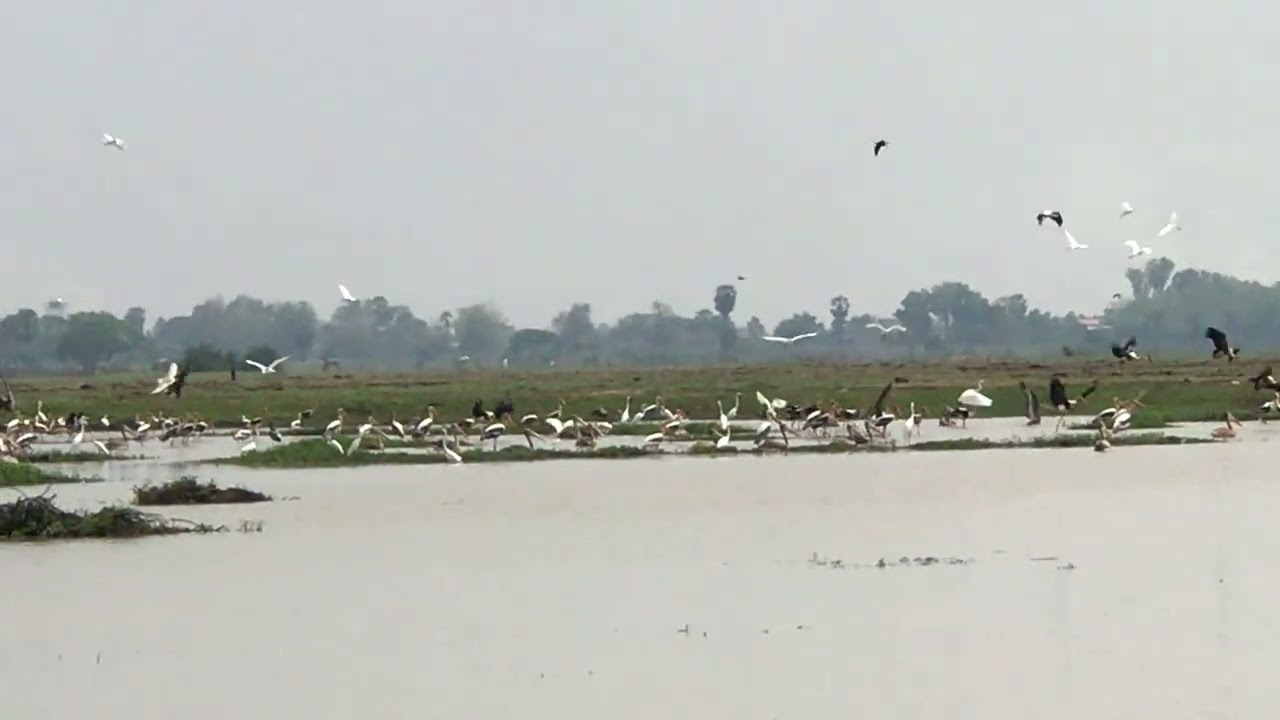 Break Long birds flying and swimming around here