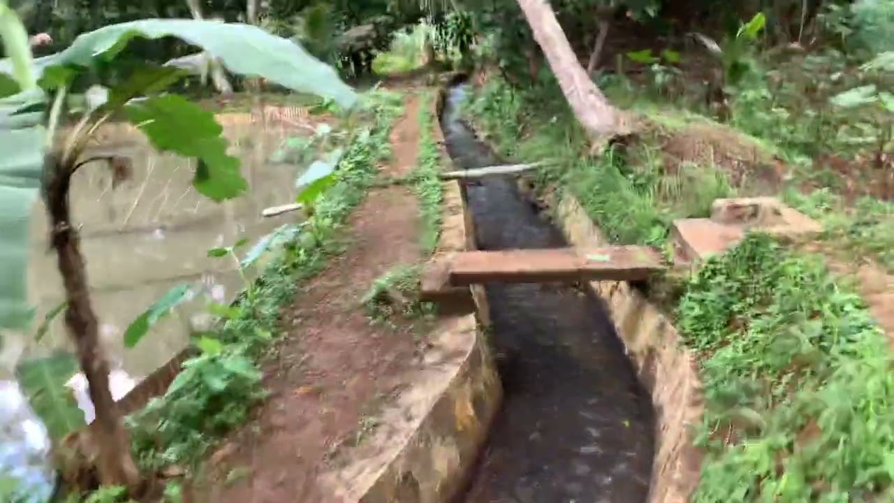 Budidaya ikan nila nirwana dikolam tanah. Ciamis Jawa Barat 