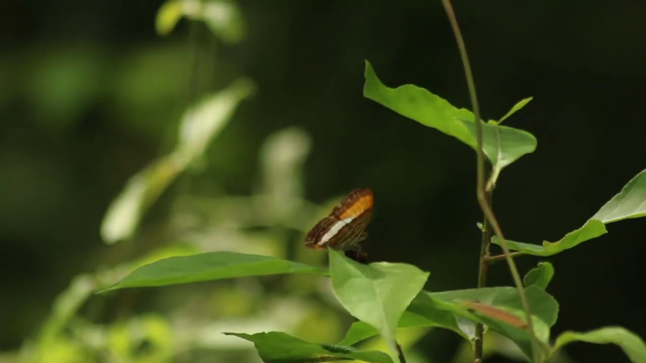 Torio, Veraguas, Panama Hike