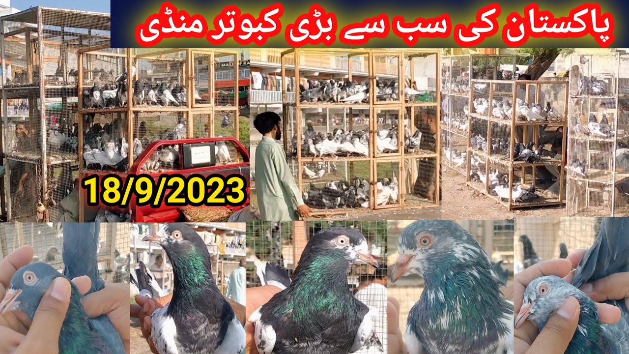 Kabutar Market Teddy Kabootar+Golden Kamgar Kabutar | Latest Update High Flyer Pigeon Price 18/9/23
