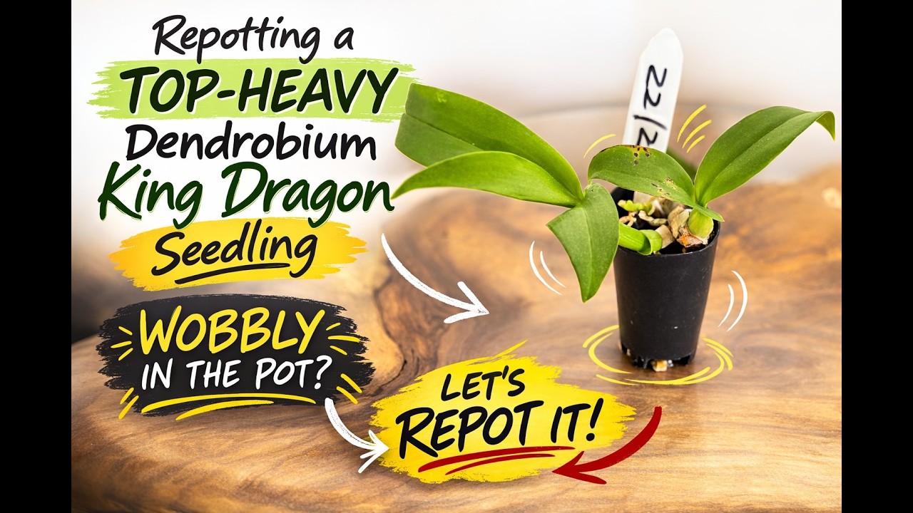 Dendrobium King Dragon (Bigibbum Hybrid) – Seedling Repot & Root Check