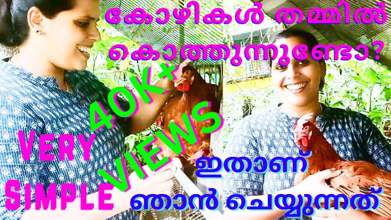 ഇങ്ങനെ ചെയ്തു നോക്കൂ|കോഴികൾ ഇനി തമ്മിൽ കൊത്തു കൂടില്ല|