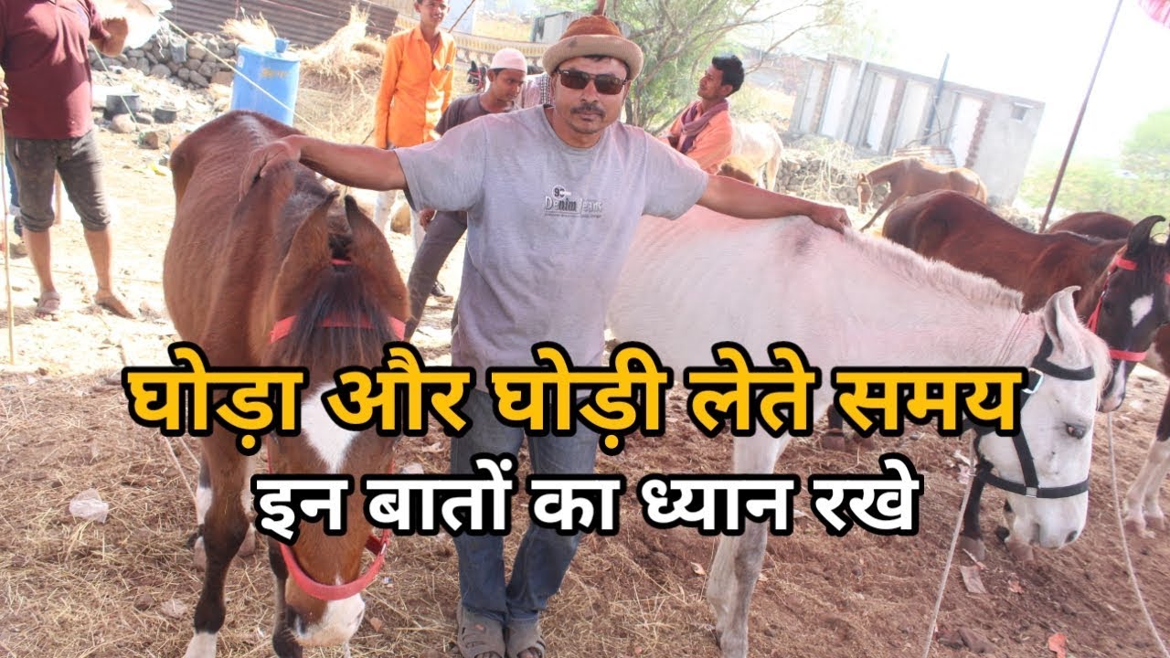 Malegaon horse  2019 - जानिए घोड़ा और घोड़ी लेते वक्त रखे किन बातों का ध्यान (contact- 9527462963)